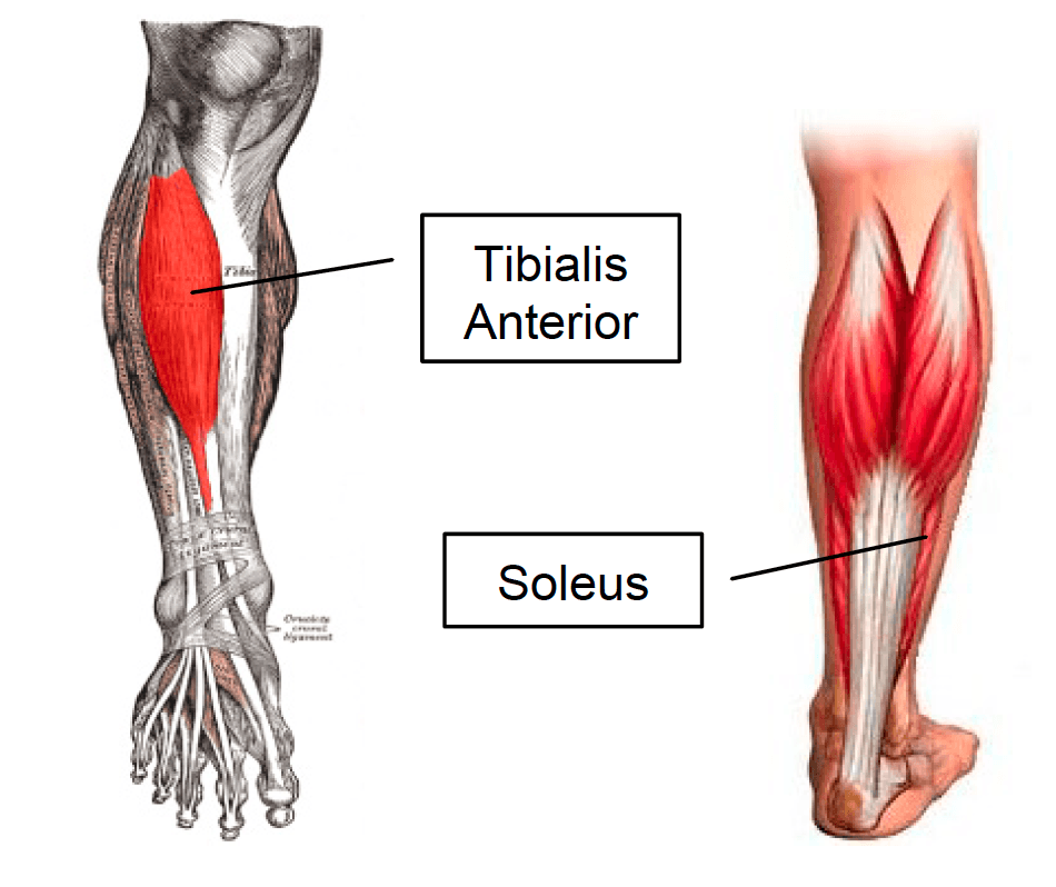 Tibialis Anterior and Soleus muscles