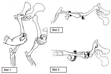 Biomechanics Abb. 6: Bild 1: Palpation der Patellae am stehenden Tier, zur Untersuchung auf me diale oder laterale Patellaluxation. Bild 2: Untersuchung auf mediale Patellaluxation am liegenden Tier mit gestrecktem Hüft- und Kniegelenk und innenrotierter Tibia. Bild 3: Untersuchung auf laterale Patellaluxation am liegenden Tier mit gebeugtem Hüft- und Kniegelenk und außenrotierter Tibia. (aus: Koch et al., 1998)