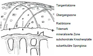 Biomechanics Abb. 7: Schematisierte Darstellung des Gelenkknorpels und der darunterliegenden subchondralen Knochenplatte