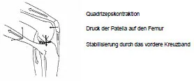 Biomechanics Abb. 10: Dynamische Stabilität am Kniegelenk (McLeod und Blackburn, 1980).