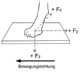 Biomechanics Abb. 11: Bodenreaktionskräfte beim Hund. Fz = Vertikalkräfte, Fy = Horizontalkräfte, Fx = Mediolateralkräfte (Budsberg et al., 1987).