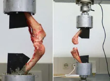Biomechanics Abb. 17: Nach dem Aushärten des Schnellzements, wurde die Schablone und die restlichen Gelenkstrukturen durchtrennt. Dadurch blieben die Gelenkanteile in physiologischer Position belastet.
