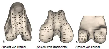 Biomechanics Abb. 19: Summationsbild der Knorpelspaltlinien an den Kondylen des rechten Os femoris.