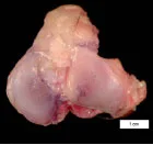 Biomechanics Abb. 20: Spaltlinien auf dem Gelenkknorpel der Tibia. (W2-10, rechte Tibia).