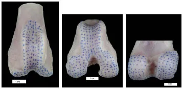 Biomechanics Abb. 23: Knochenspaltlinien am rechten Femur eines Irish Setter, männlich,34 kg, Ansicht von kranial, von kraniodistal und kaudal (von links nach rechts, Hund W2-3).