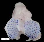 Biomechanics Abb. 24: Knochenspaltlinien der rechten Tibia eines Irish Setter, männlich, 34 kg (Ansicht von proximal, W2-3)