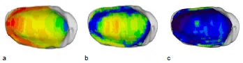 Biomechanics Abb. 46: Vergleichende Darstellung der auf das, Normgelenk projizierten individuellen Knochendichteverteilung der Facies articularis tibiae von drei verschiedenen Hunden. a: rechte Tibia eines Mischlings, männlich, 21 kg, Altersgruppe III (Hund 28) b: linke Tibia eines DSH, männlich, 25 kg, Altersgruppe II (Hund DSH1) c: linke Tibia eines Airdale Terriers, männlich, 26,5 kg, Altersgruppe III (Hund 39). Ansicht der Patellagelenkfläche.