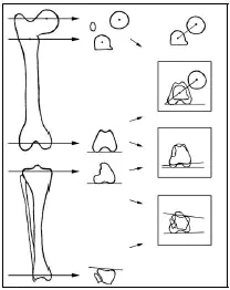 Biomechanics Abb. 15: Schematische Darstellung der Beckengliedmaße des Hundes Ansicht von lateral (a) und kranial (b) (Shahar, 2002). Fg – Gelenkreaktionskraft Fkx, Fky, Fkz – orthogonale Komponenten der Gelenkreaktionskraft